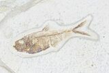 Fossil Driftwood & Three Fish With Wall Hanger - (Special Price) #78148-5
